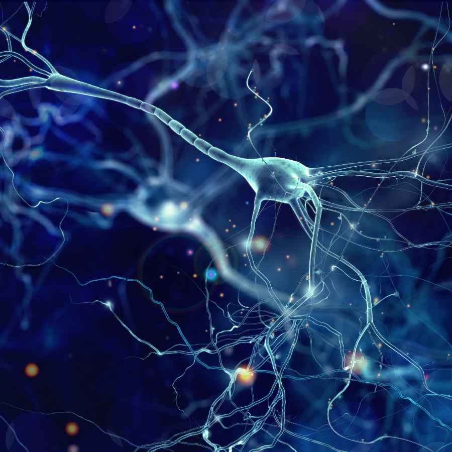 Cómo trabajamos la neurociencia educativa - Las redes neuronalesa
